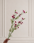 RHODANTHE - pink