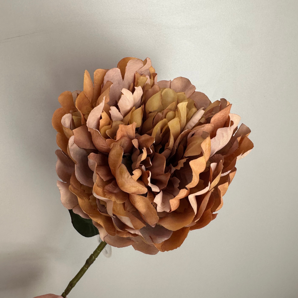 PEONY - warm brown