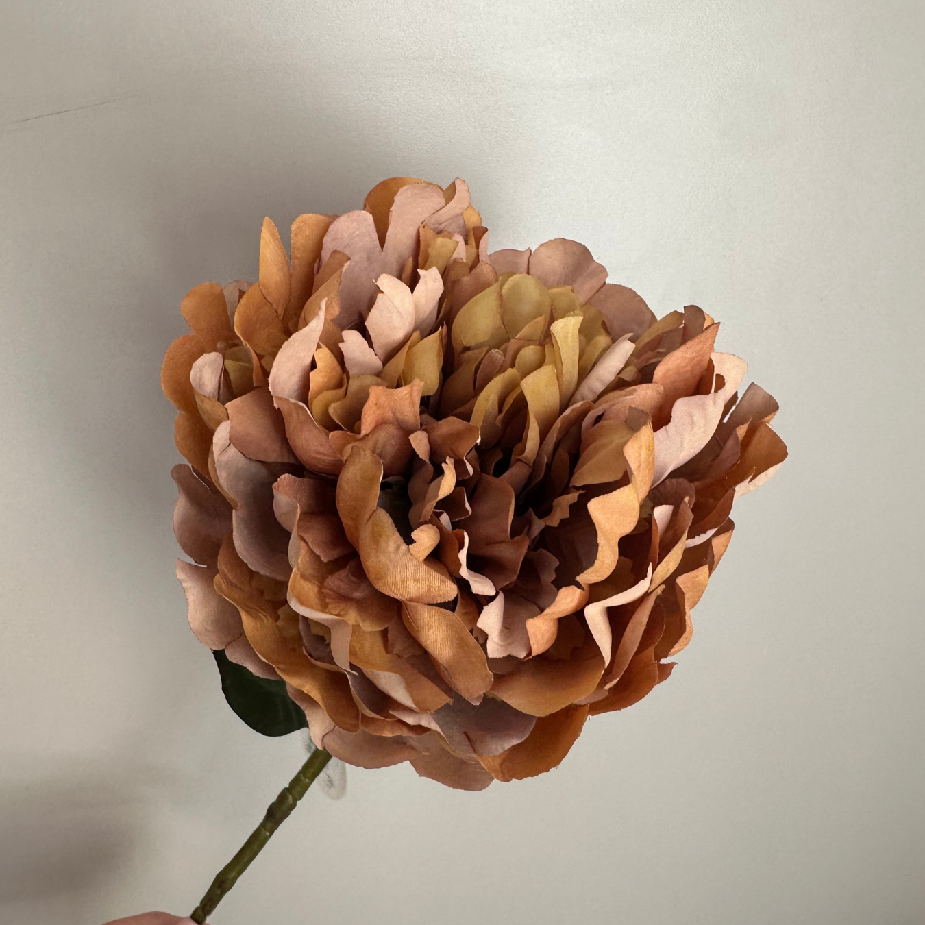 PEONY - warm brown
