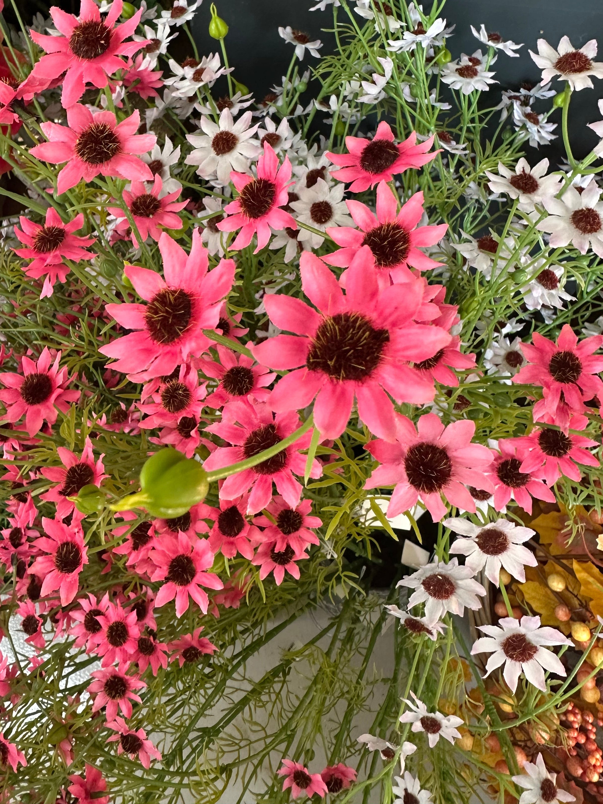 RHODANTHE - pink