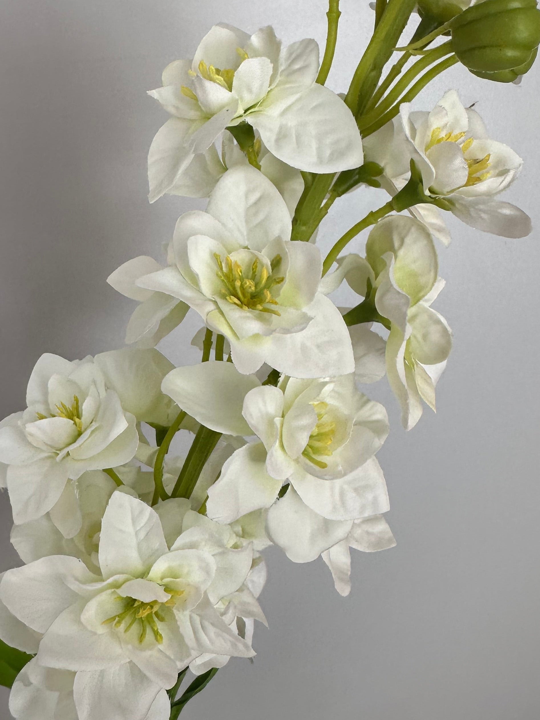 DELPHINIUM - ivory