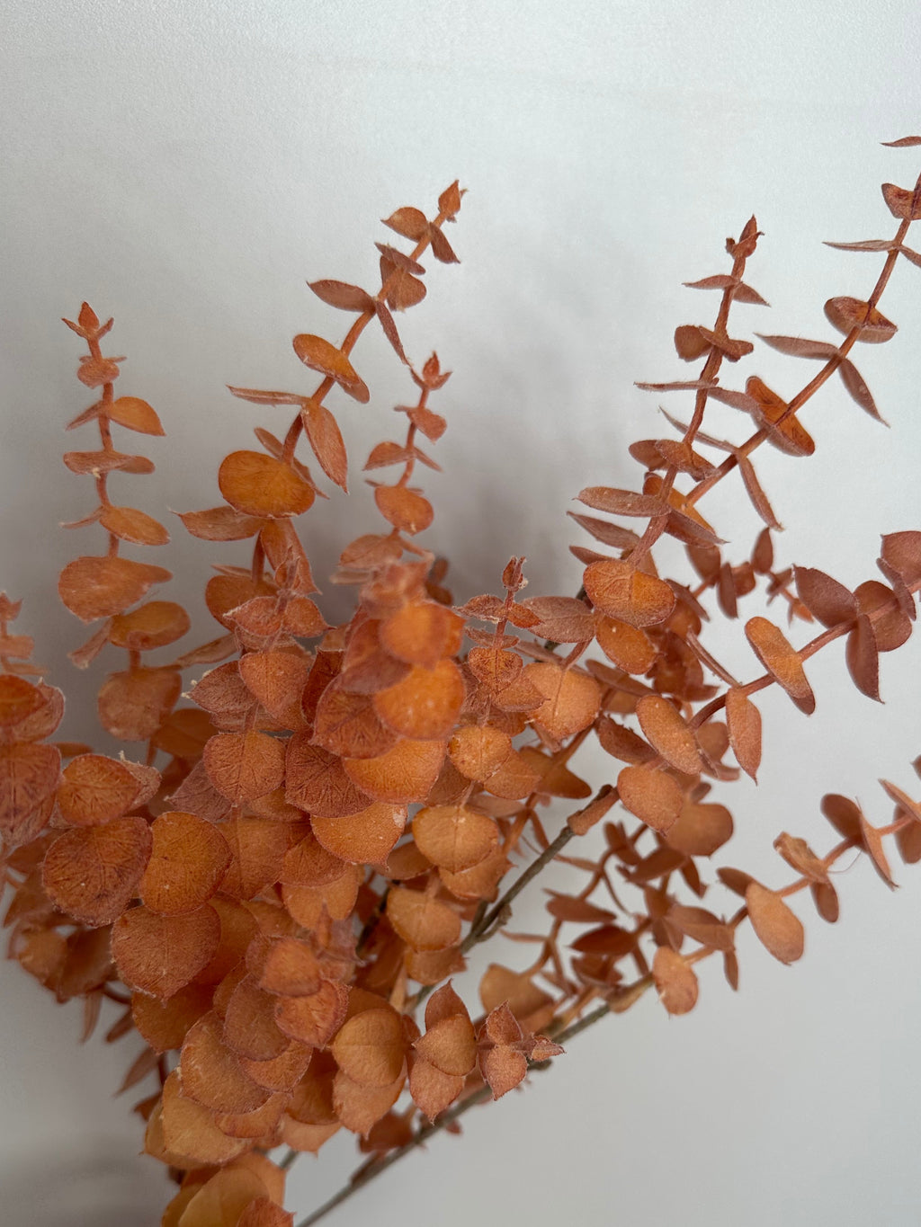 EUCALYPTUS BUSH - dusky warm brown/orange tones