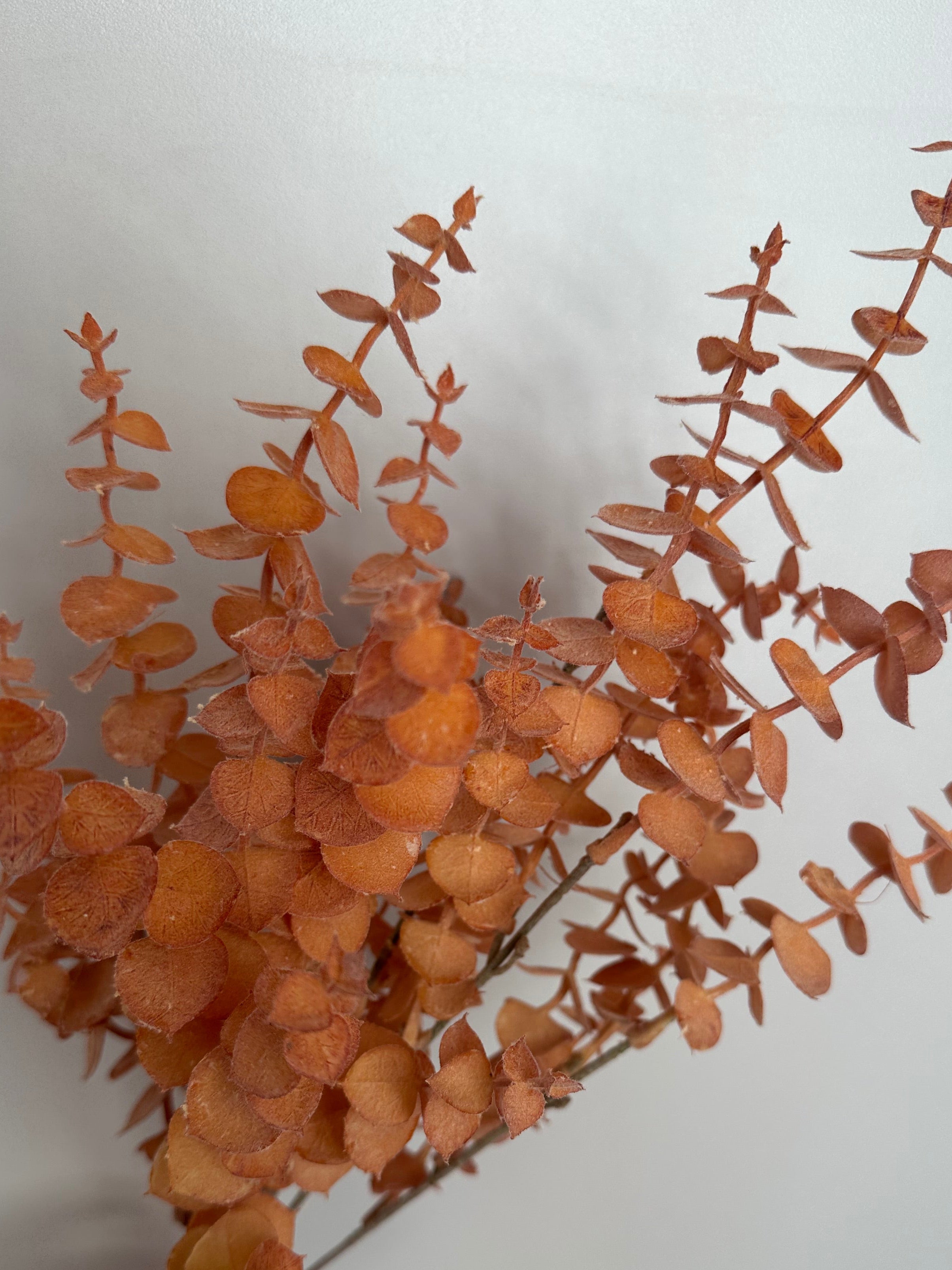 EUCALYPTUS BUSH - dusky warm brown/orange tones