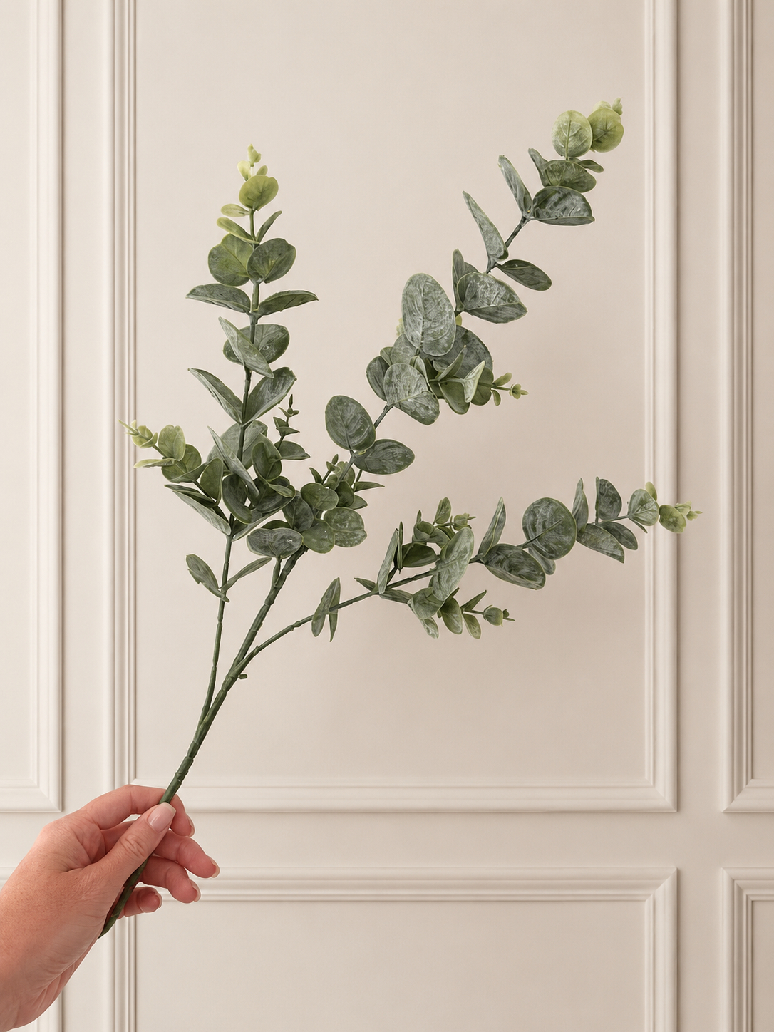 Eucalyptus Stem