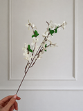 FORSYTHIA - cream