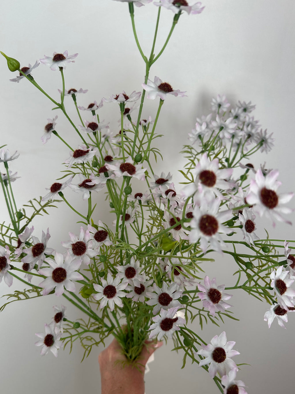 RHODANTHE - white / pale pink tones