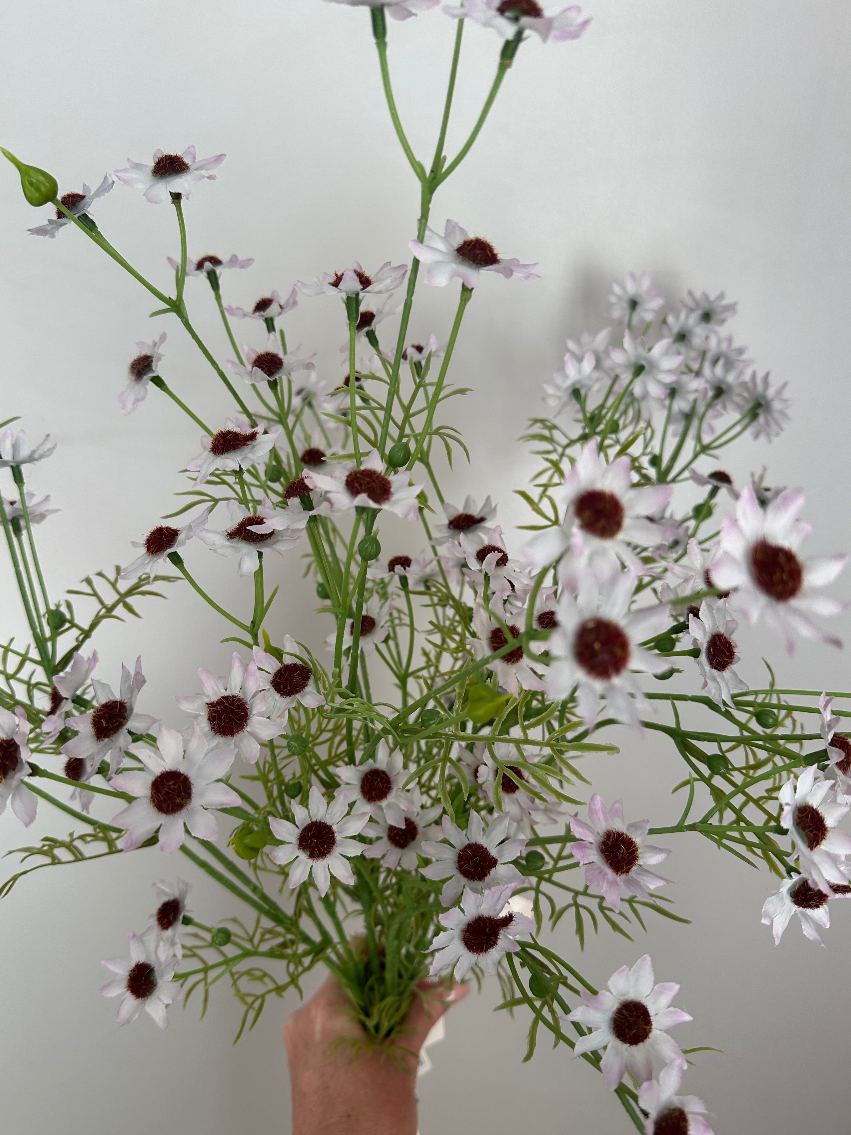 RHODANTHE - white / pale pink tones
