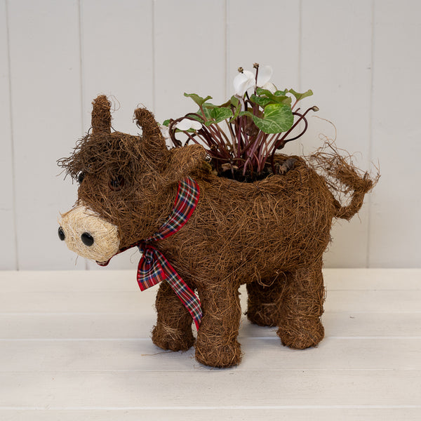 Highland Cow with Tartan Scarf TD 9cm