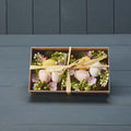 Two Nest of Eggs in a Box