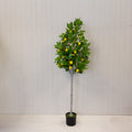 Artificial Lemon Tree