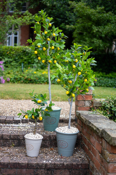 Artificial Lemon Tree