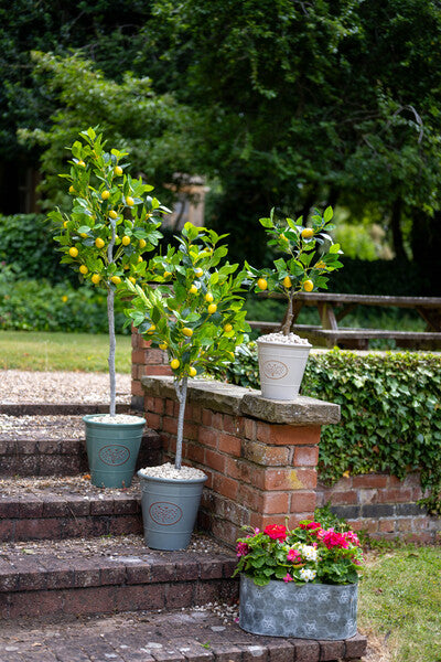 Artificial Lemon Tree